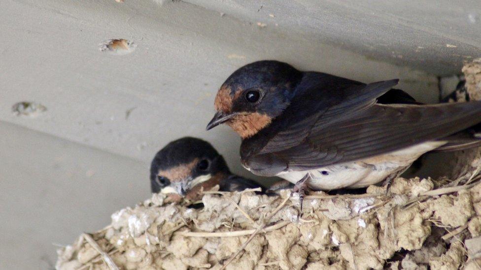 Swallows