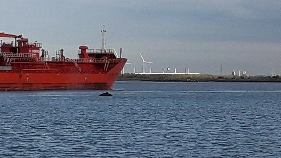 Whale in Thames