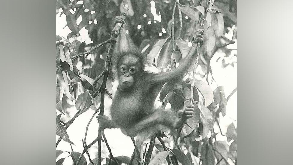 Martha at orangutan rehabilitation centre in Borneo