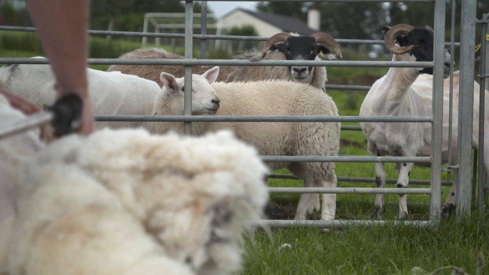 Sheep shearing