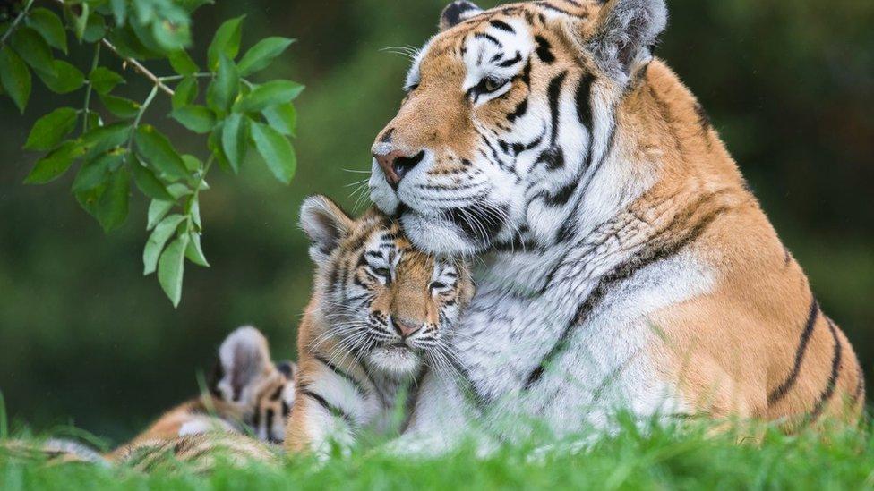 Milla and cubs