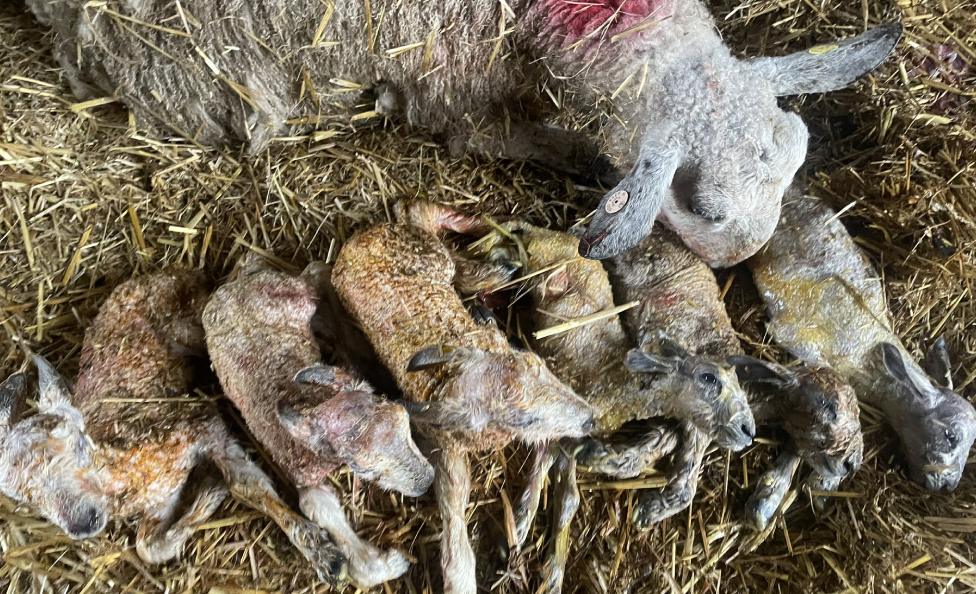 The ewe and her sextuplets