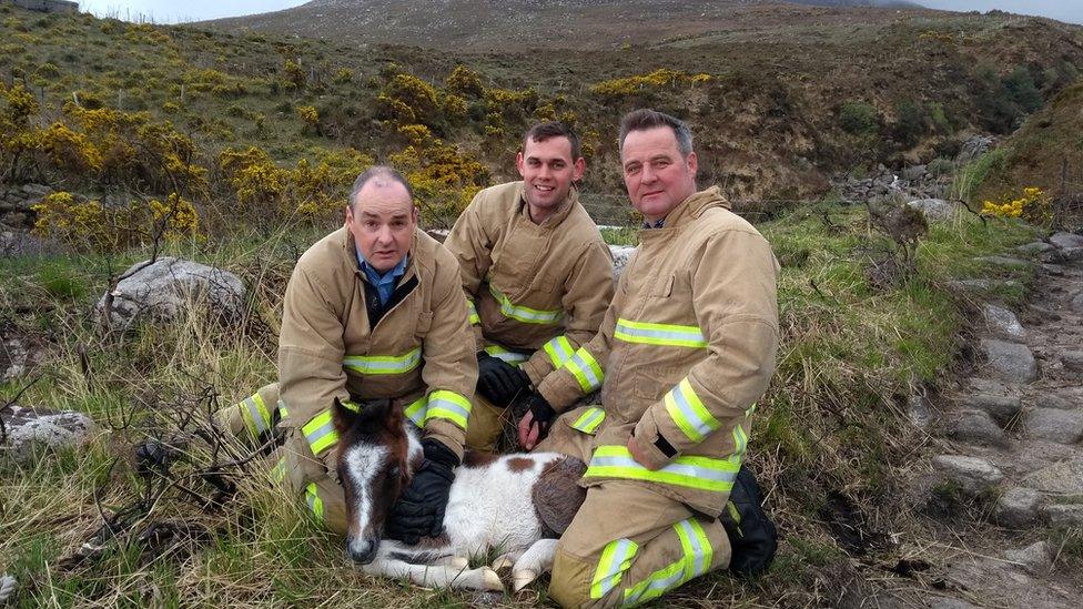 Fire services rescuing foal