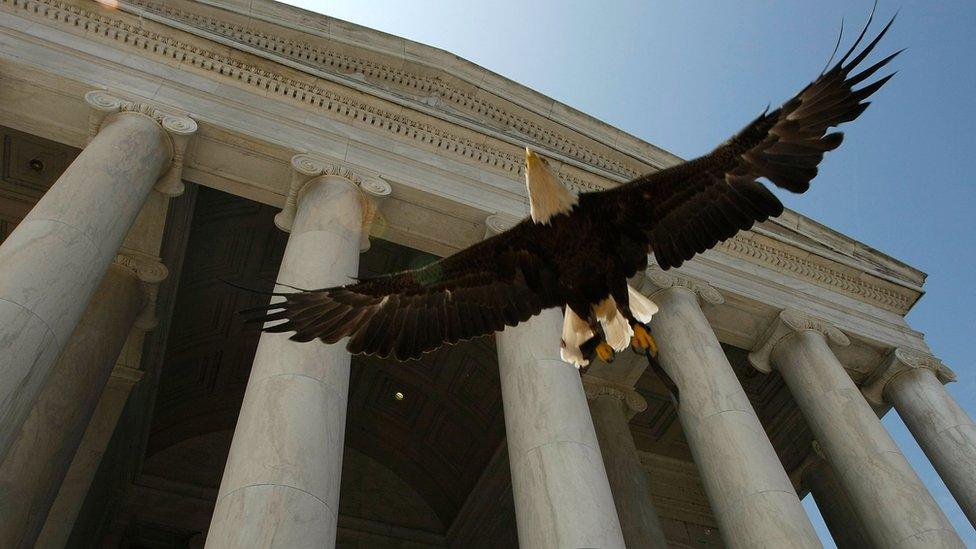 Challenger, a bald eagle, flies in Washington DC