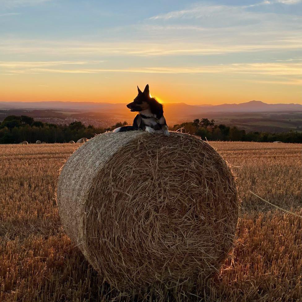 Dog on a hay bale at sunset