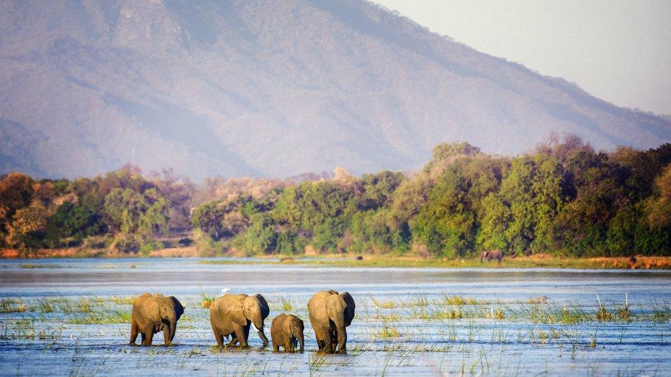 Elephants in Zimbabwe