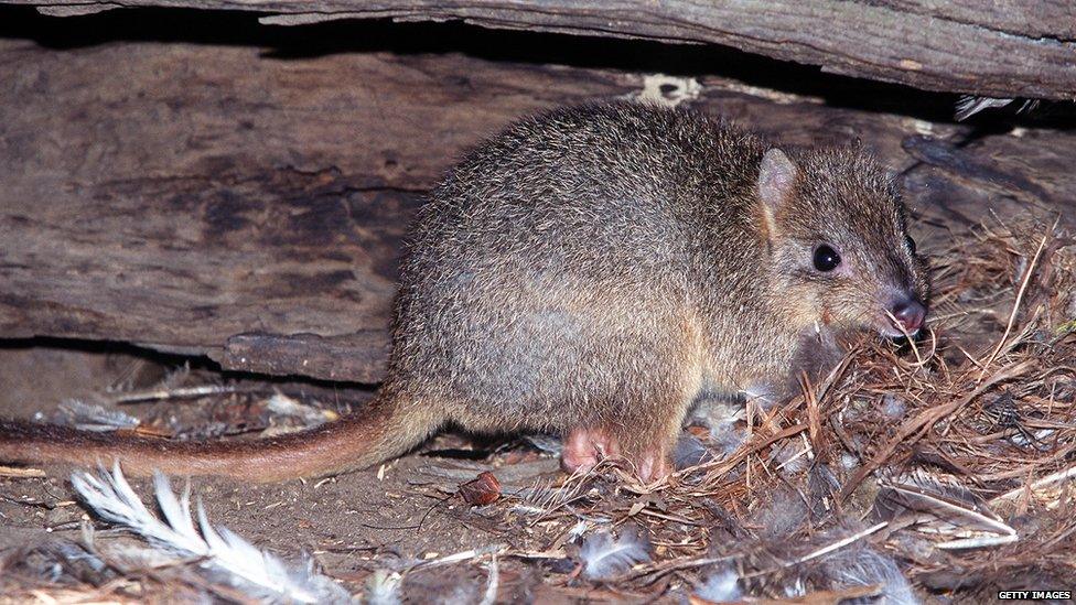 A rare Burrowing Bettong (Bettongia lesueur harveyi) hides under a hollow log near Cygnet River on Kangaroo Island 14 April, 1999 having been driven to extinction on mainland Australia by foxes and feral cats.