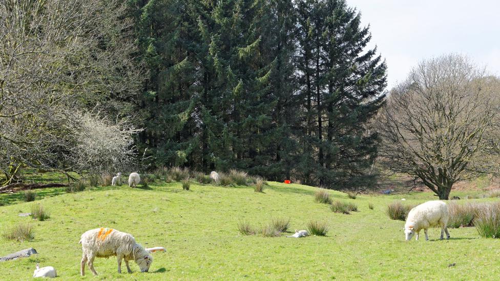 Sheep and woodland in Snowdonia