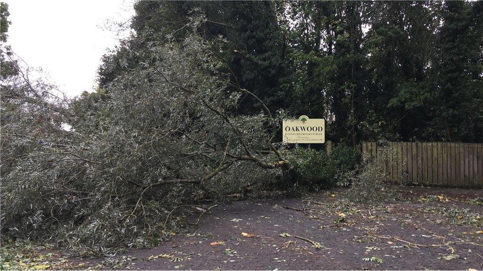 Fallen tree