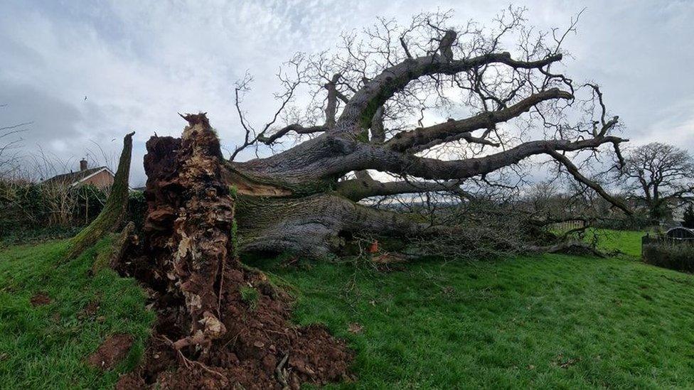 Silverton oak tree