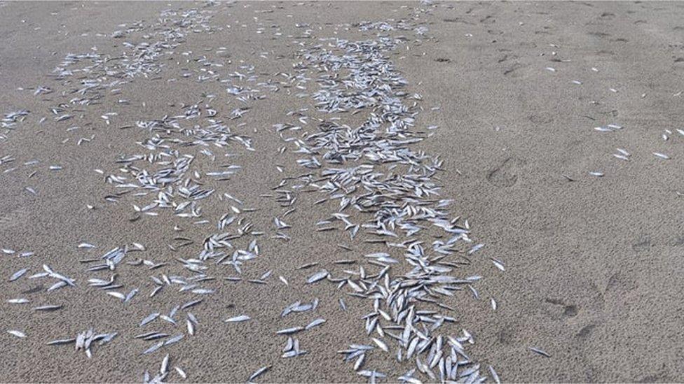 Fish on Downings beach