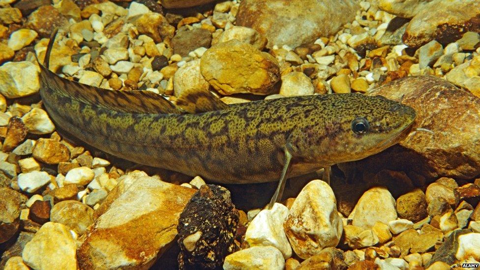 Burbot in the water