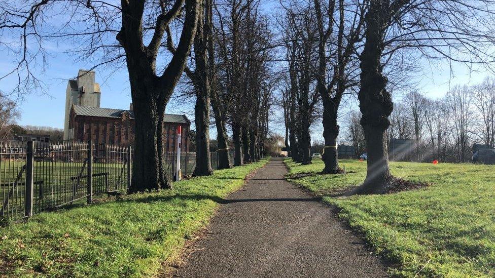 The Walks, trees, in Wellingobough, before some were felled