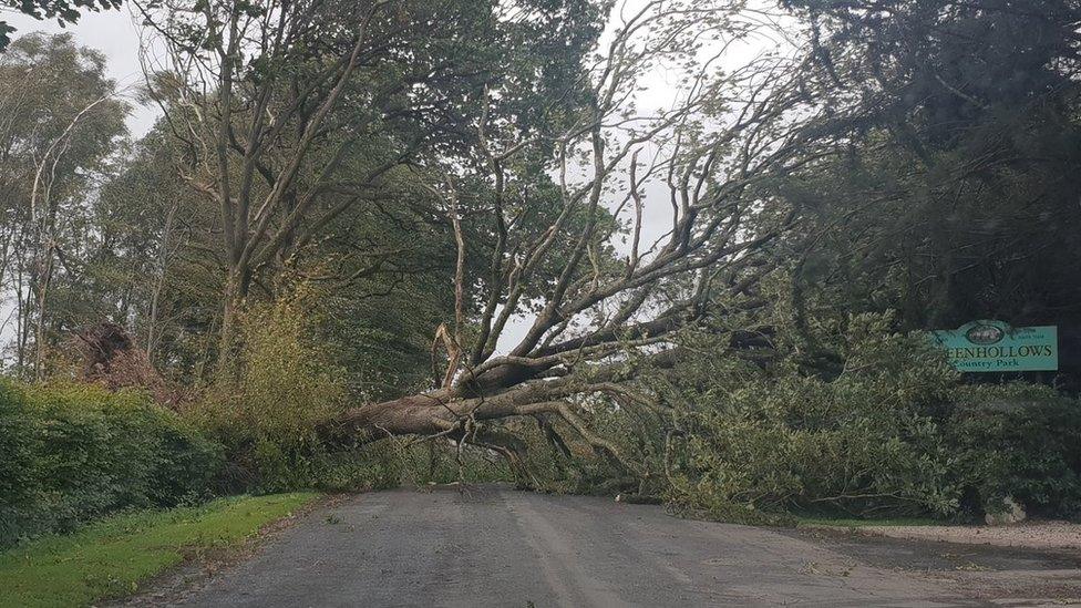 Tree down across road