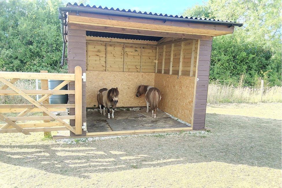 Two Shetland ponies in a horse shelter