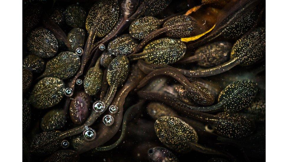 Tadpoles