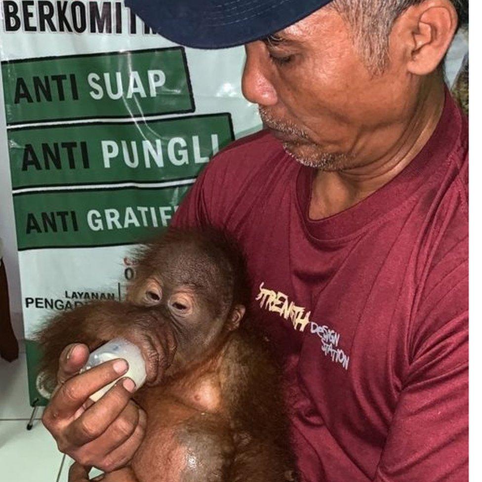 A young orangutan seized while being smuggled through Denpasar airport in Bali, 23 March 2019