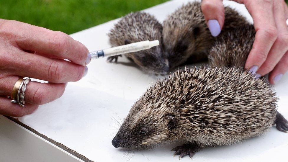 Hedgehogs-drinking-milk