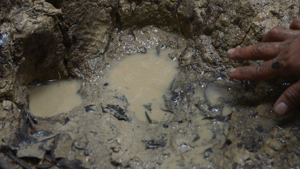 A footprint of a rhino in Ujung Kulon National Park in Indonesia's Banten province