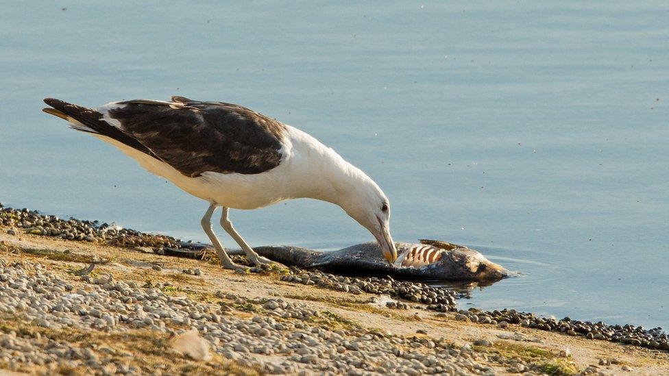 Kelp gull at Grafham Water, Cambridgeshire