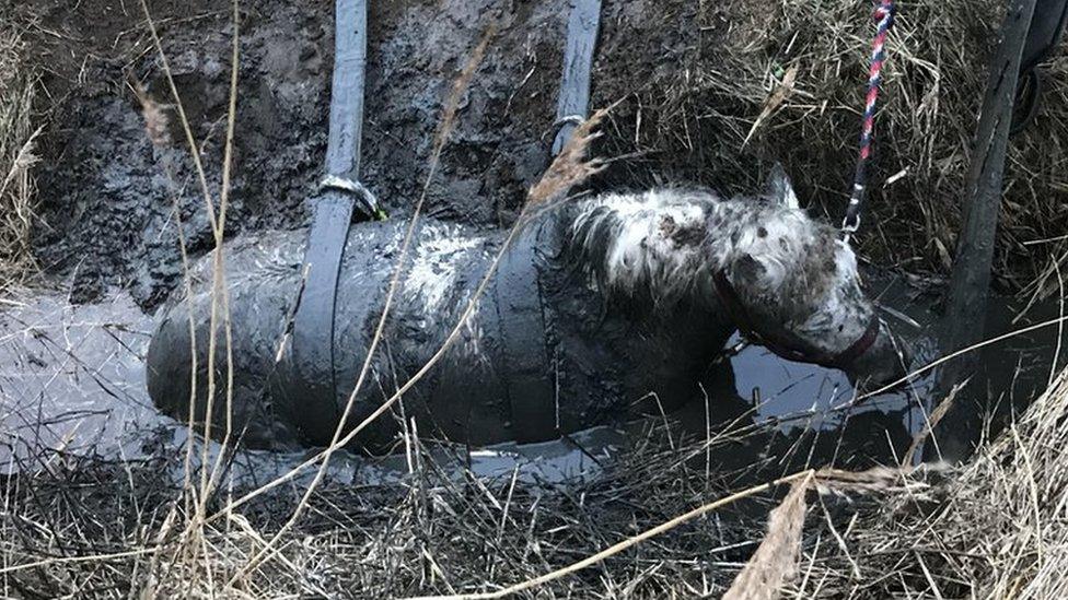 Horse stuck in ditch