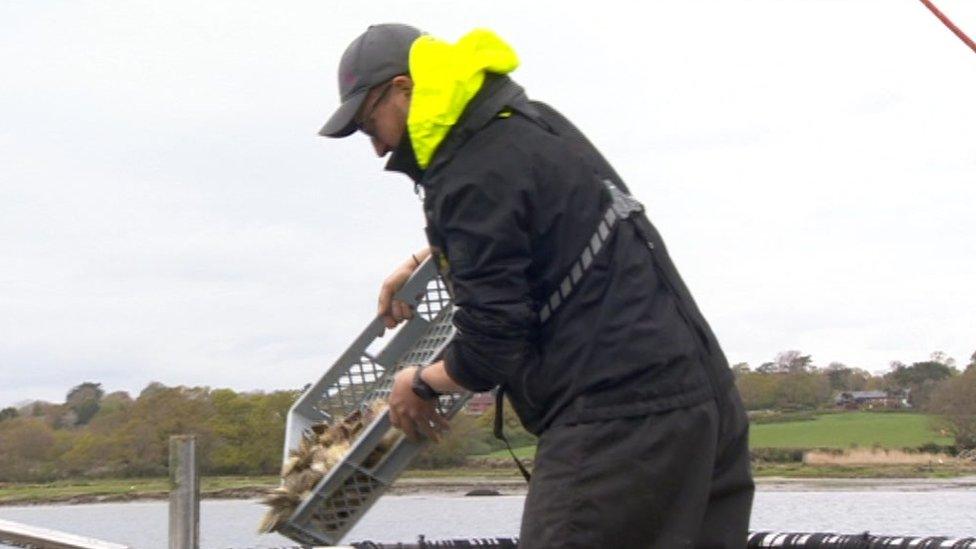 Putting oysters in the Solent