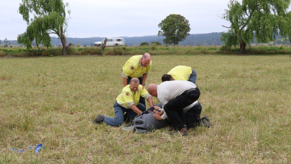 Wildlife officers and council rangers trap the New Zealand fur seal in the paddock.