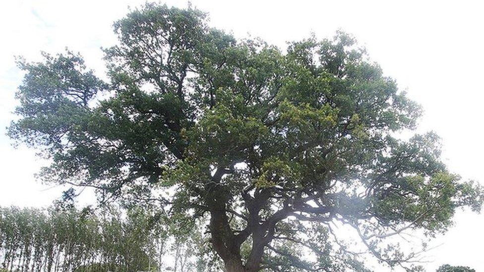 Oak tree in path of HS2 rail