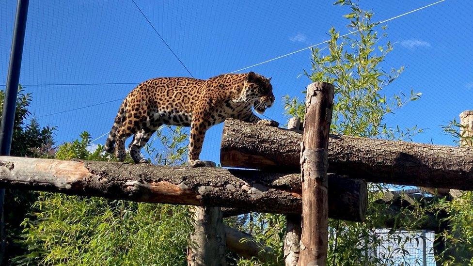 Jaguar at Paradise Wildlife Park