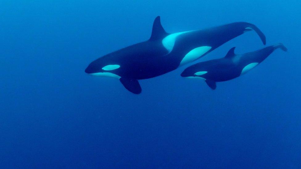 Orca and calf