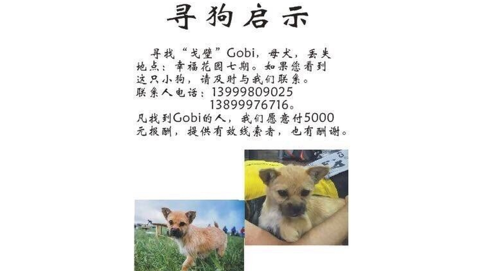 Chinese flyer looking for Gobi, with the poster saying a reward of 5000 yuan would be offered to the person that found Gobi