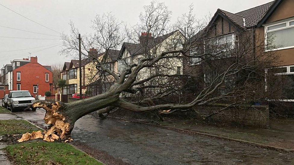 Tree brought down in Aigburth, Liverpool