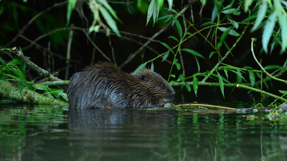 Beaver