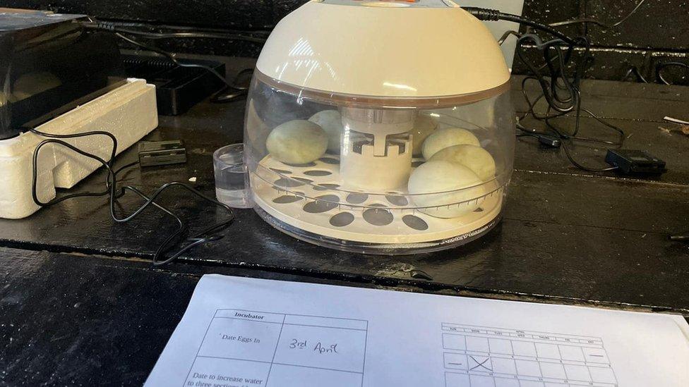 A chicken egg incubator