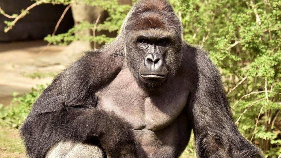 Harambe the gorilla