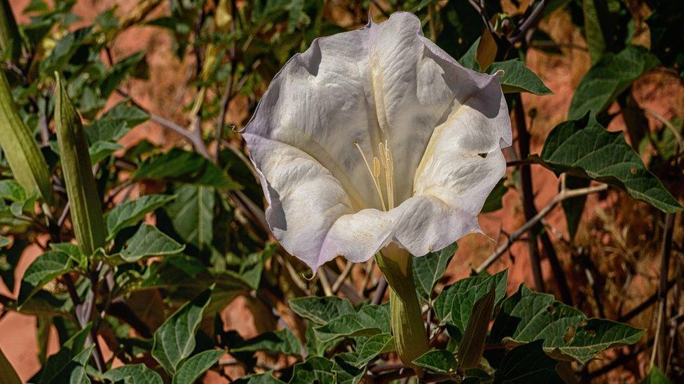 Datura