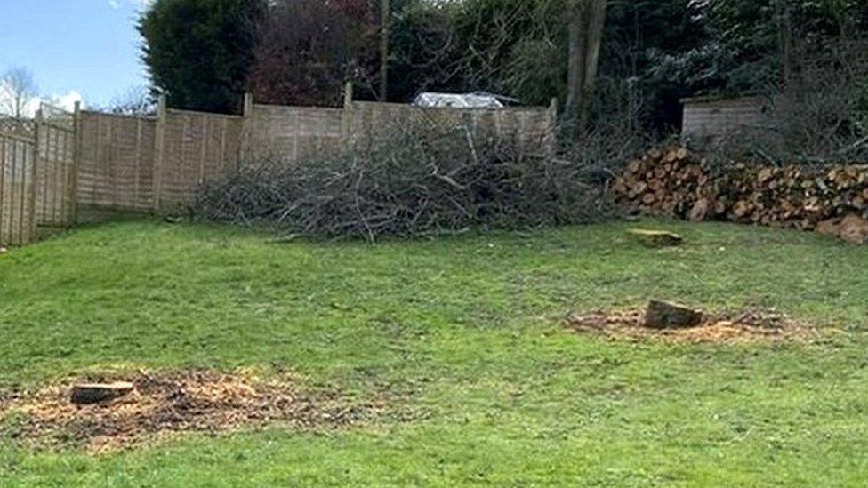 The garden area where the trees were felled