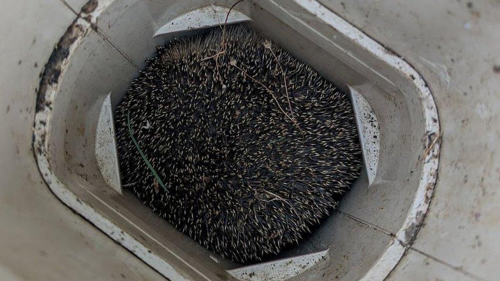 Hedgehog stuck in a hole