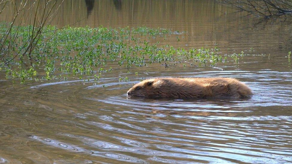 Beaver in water