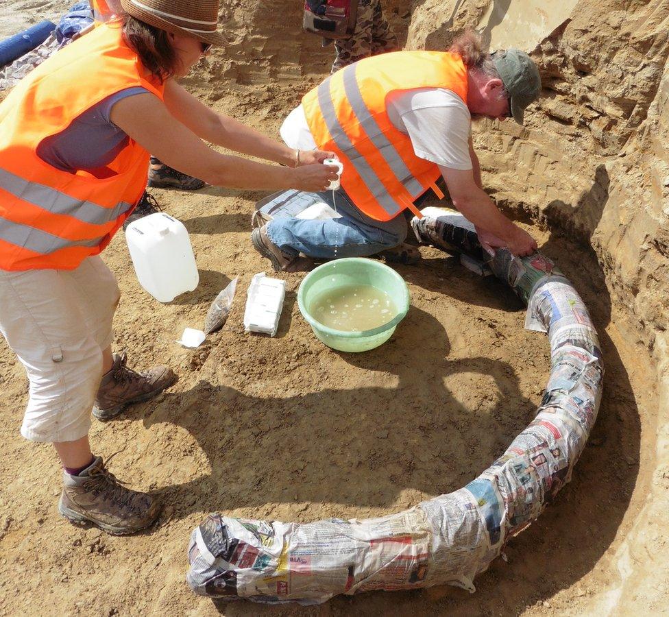 Workers applying a plaster covering to one tusk