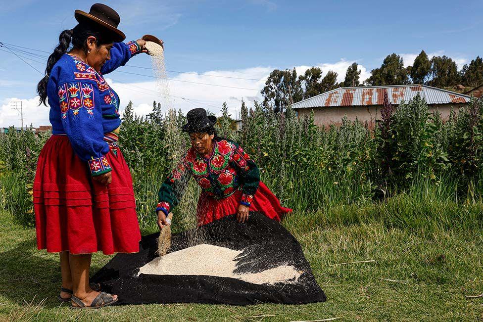 Aymara farmers work quinoa in a field in the town of Yanaque in Acora, Puno, southern Peru on January 25, 2025.