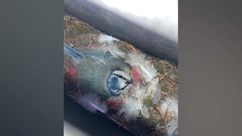 A blue tit looking up at the camera while nesting in a cigarette bin