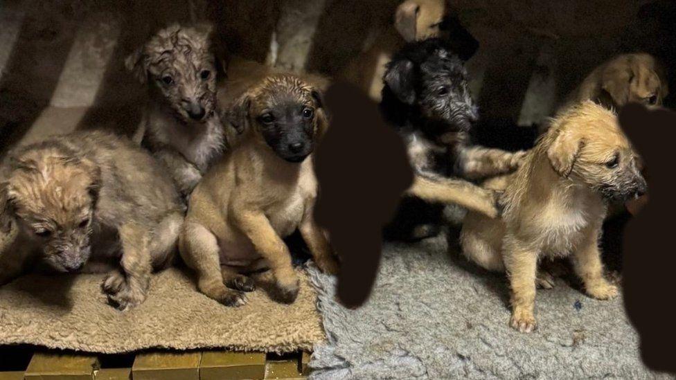 Group of seven lurcher puppies sat together on two small rugs they are brown and sandy in colour.