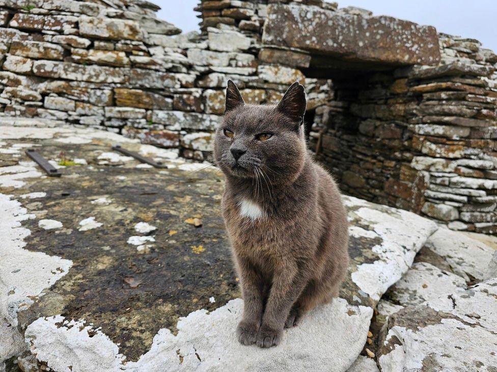 Tammy, the guardian cat at Broch of Gurness