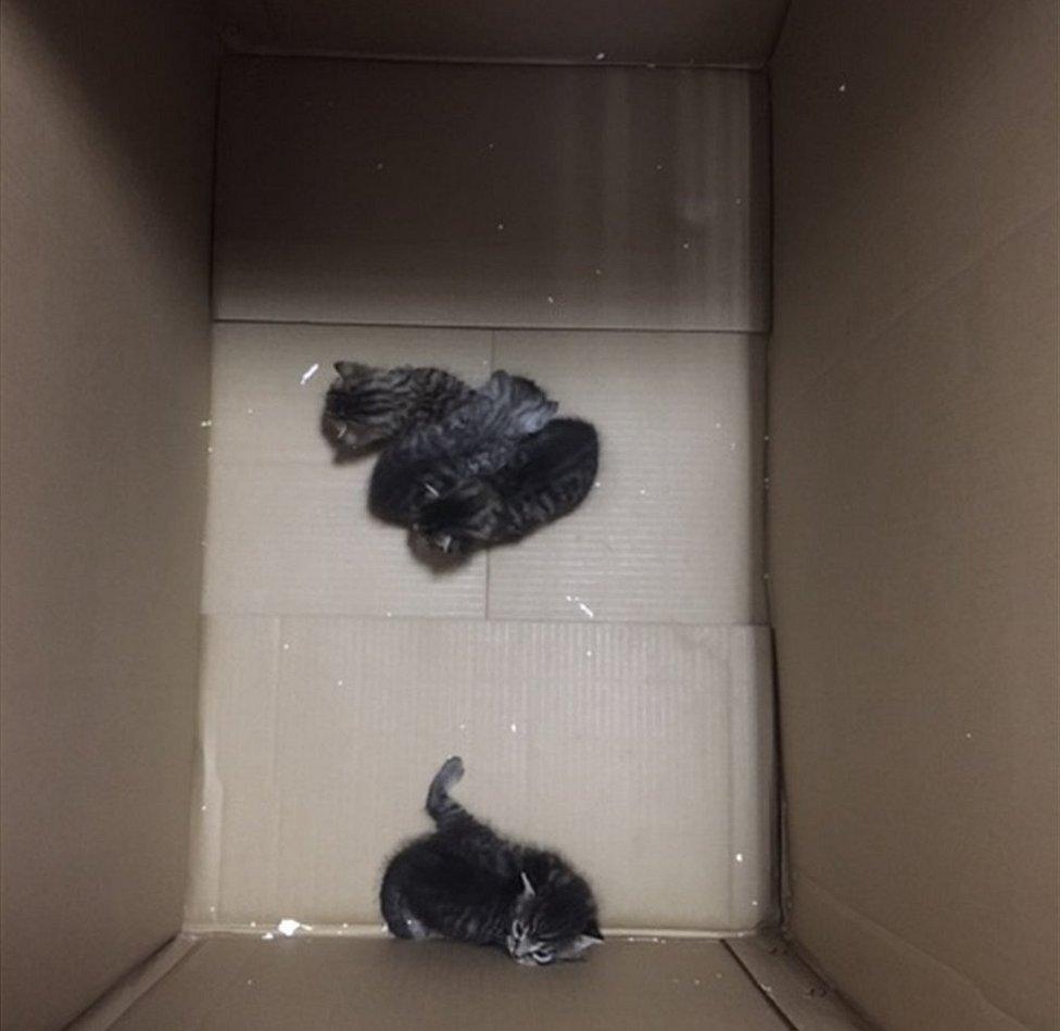 Small kittens in a very big box