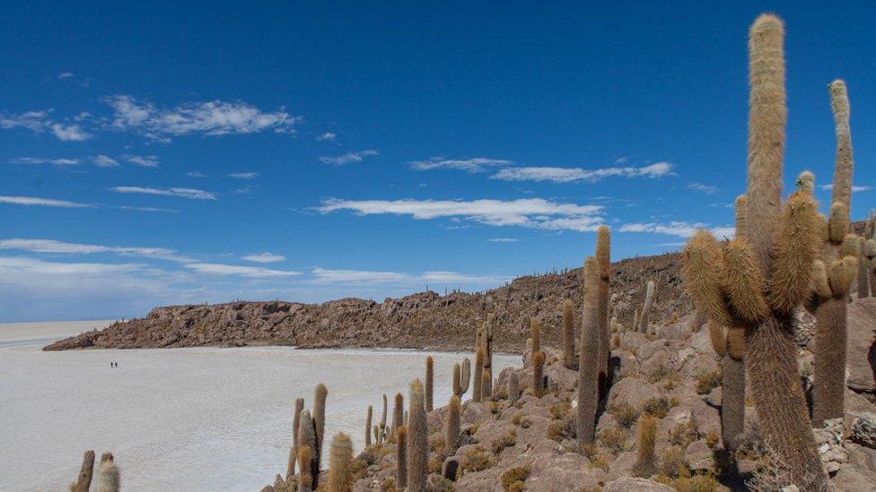 Giant cacti grow in the area