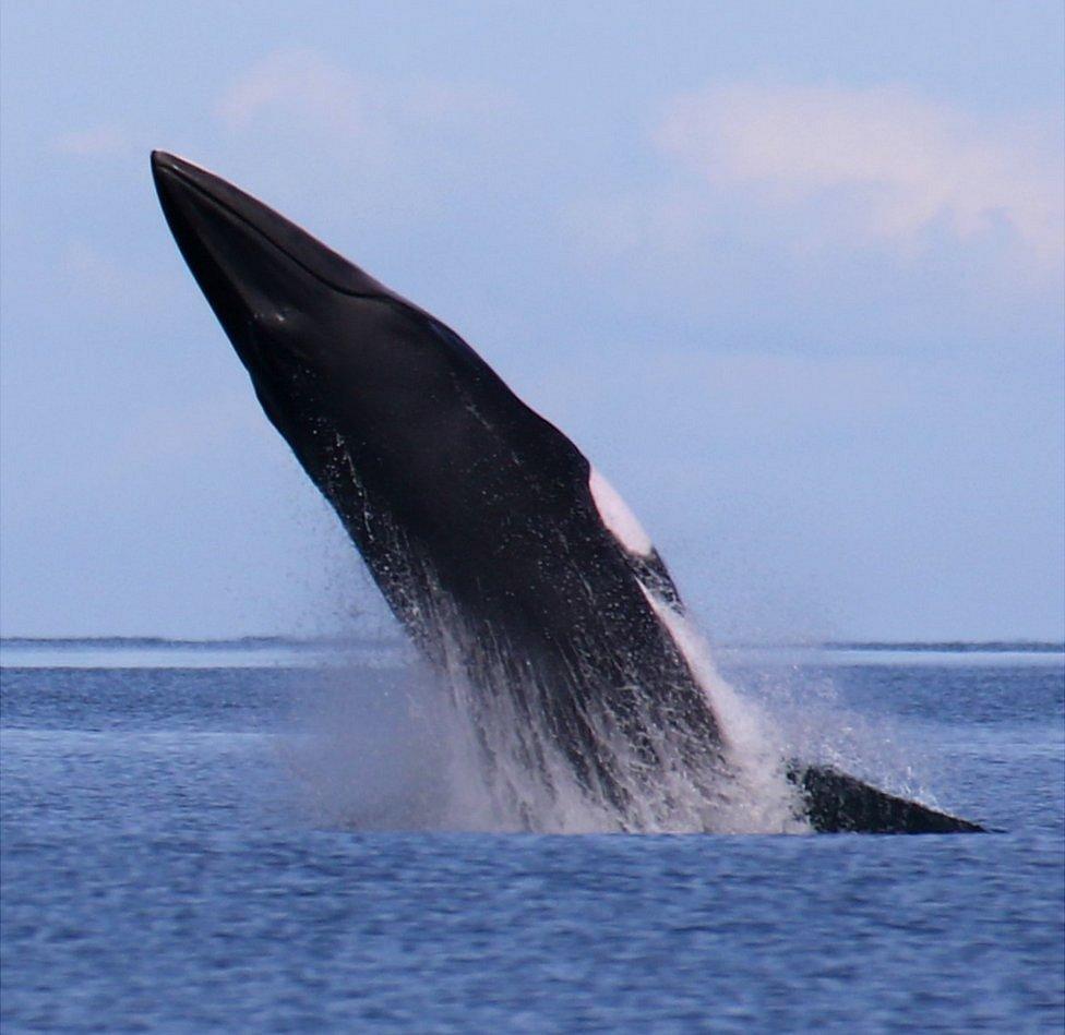 Minke whale breaching off the Isle of Man