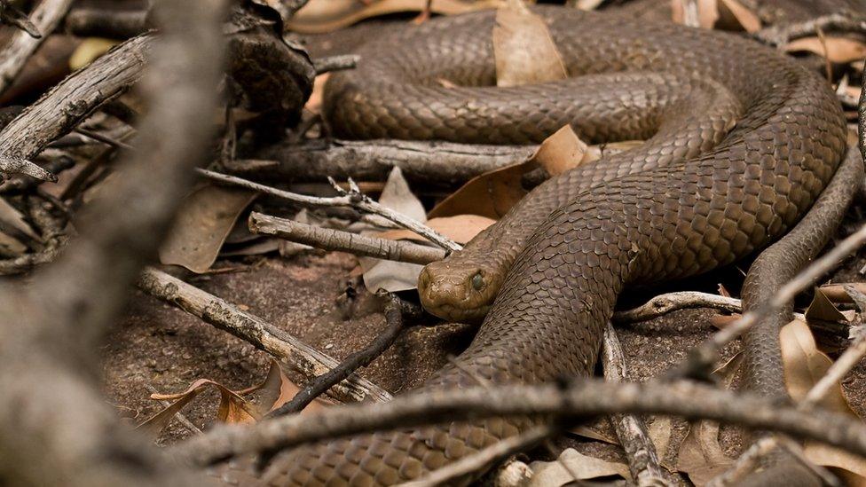 An Eastern Brown Snake