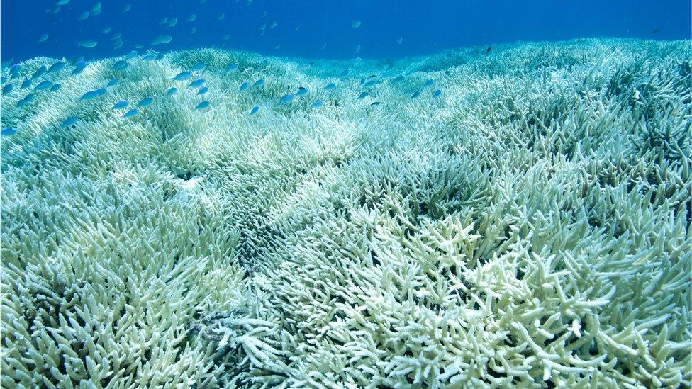 coral bleaching