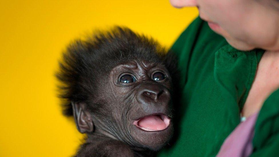 Baby gorilla with keeper